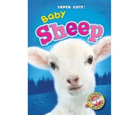 Baby_Sheep